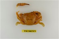 藏品(底棲短槳蟹)的圖片